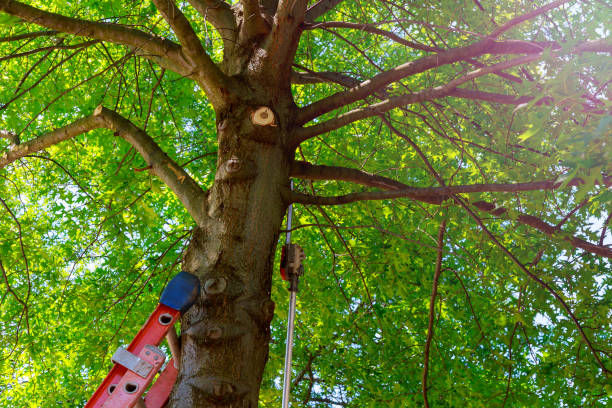 Tree Branch Trimming in Roanoke Rapids, NC